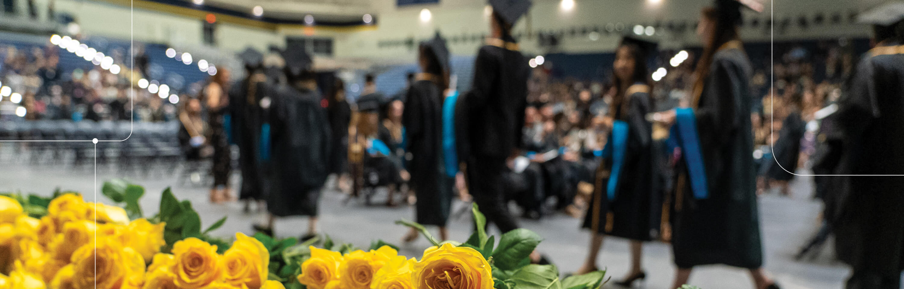 Yellow roses in the foreground with students in cap and gown in the background, for a commencement ceremony